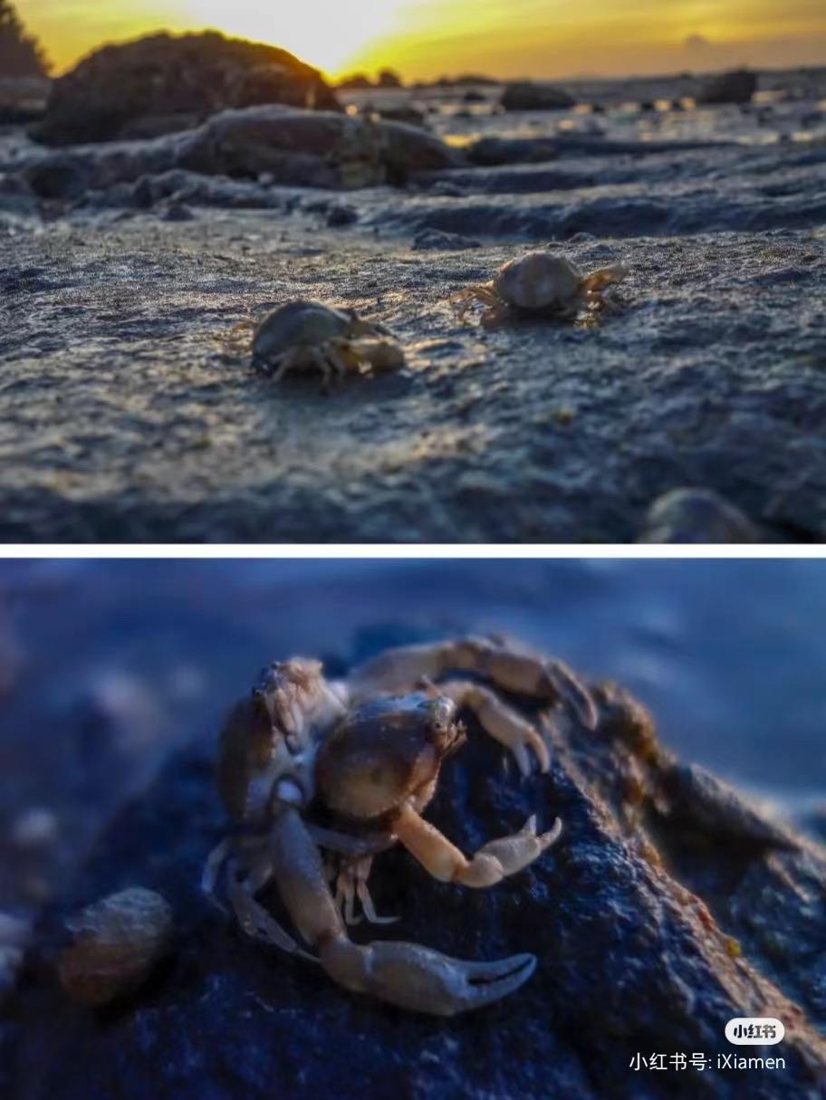 看海赶海视频大全,看海赶海适合去哪里玩