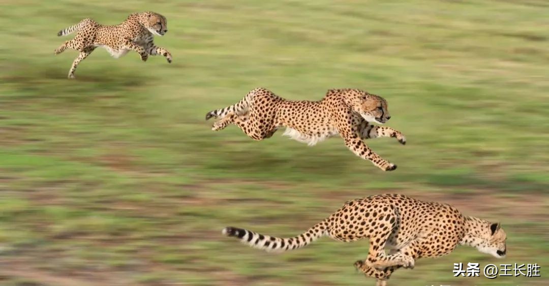 阿里巴巴成长能力分析,阿里巴巴战略性思维