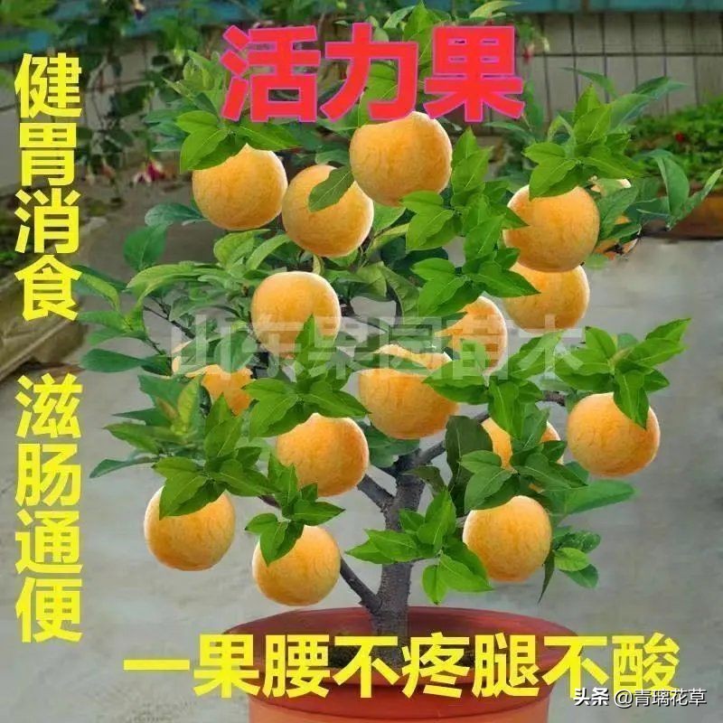 骗人花,四种坑人花