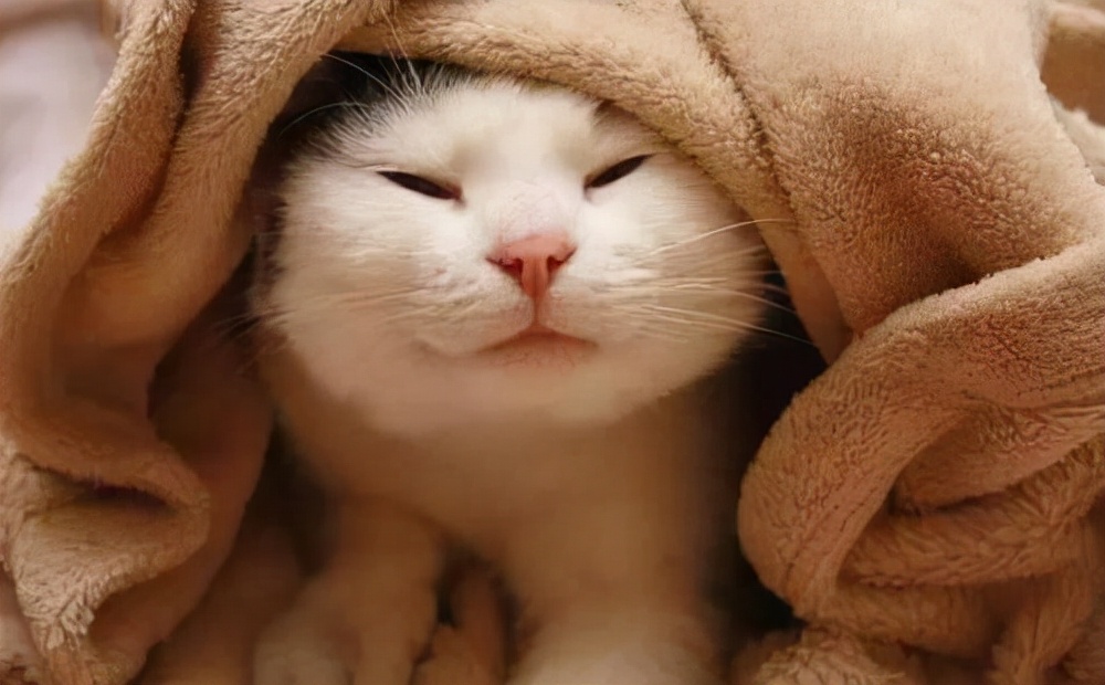 2个多月的猫猫拉稀怎么办,2个月的猫咪拉稀是什么原因