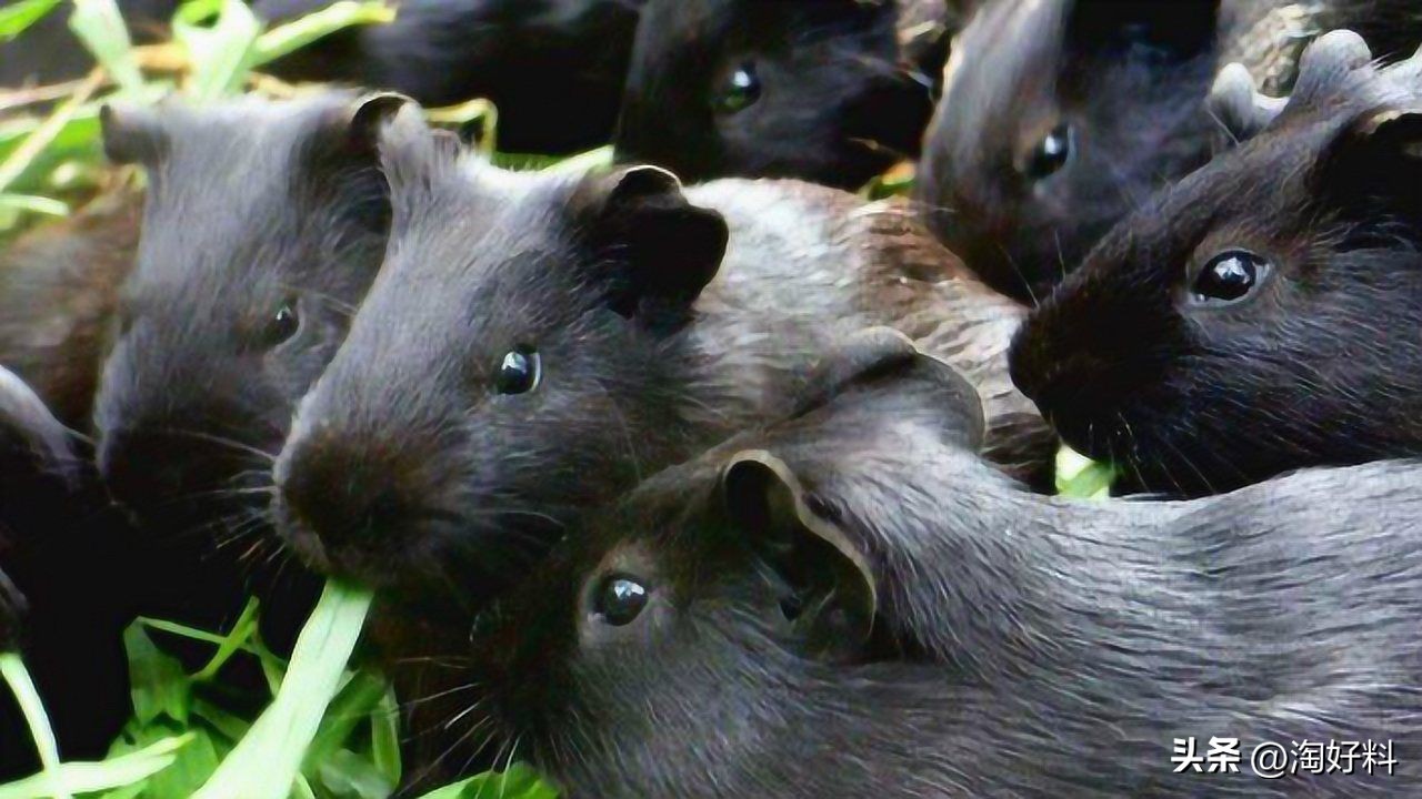 合作养殖鸡骗局,合作养殖鸡苗有上当受骗的吗