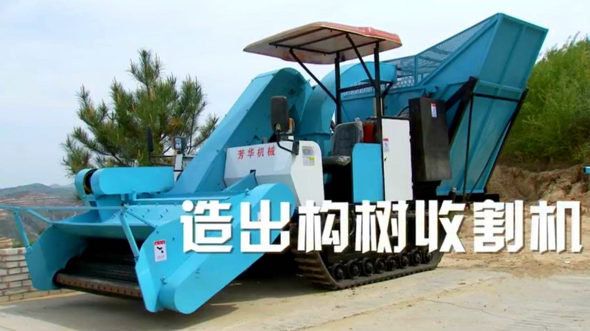 山西矿老板发现养殖商机种植构树,矿老板被骂