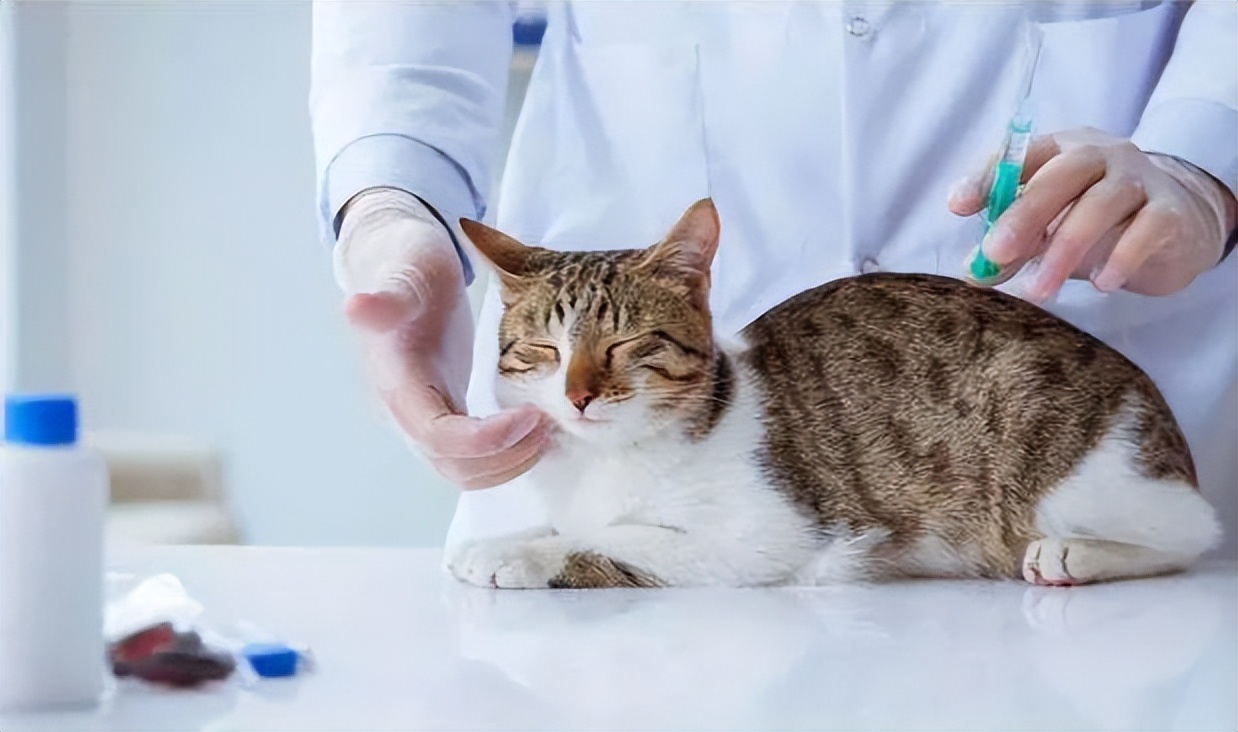 人兽真能杂交？日本批准“人兽杂交胚胎实验”，是灾难还是福音？