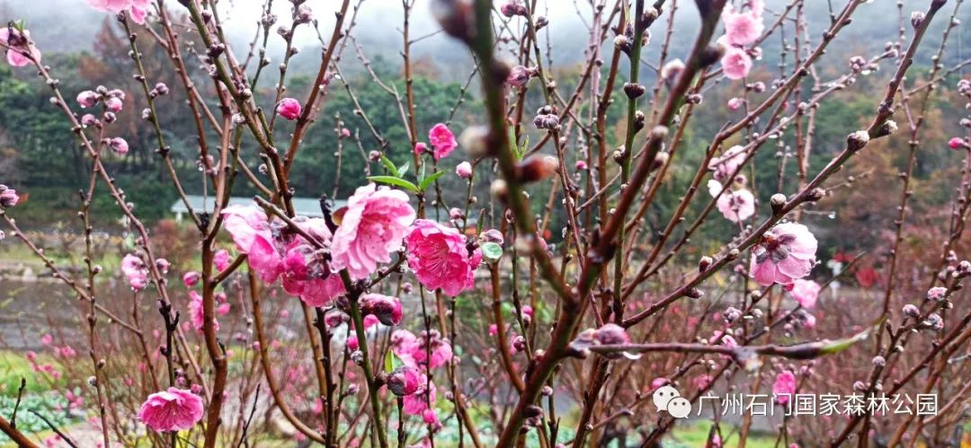 新春攻略生肖派对,新年怎么玩好玩