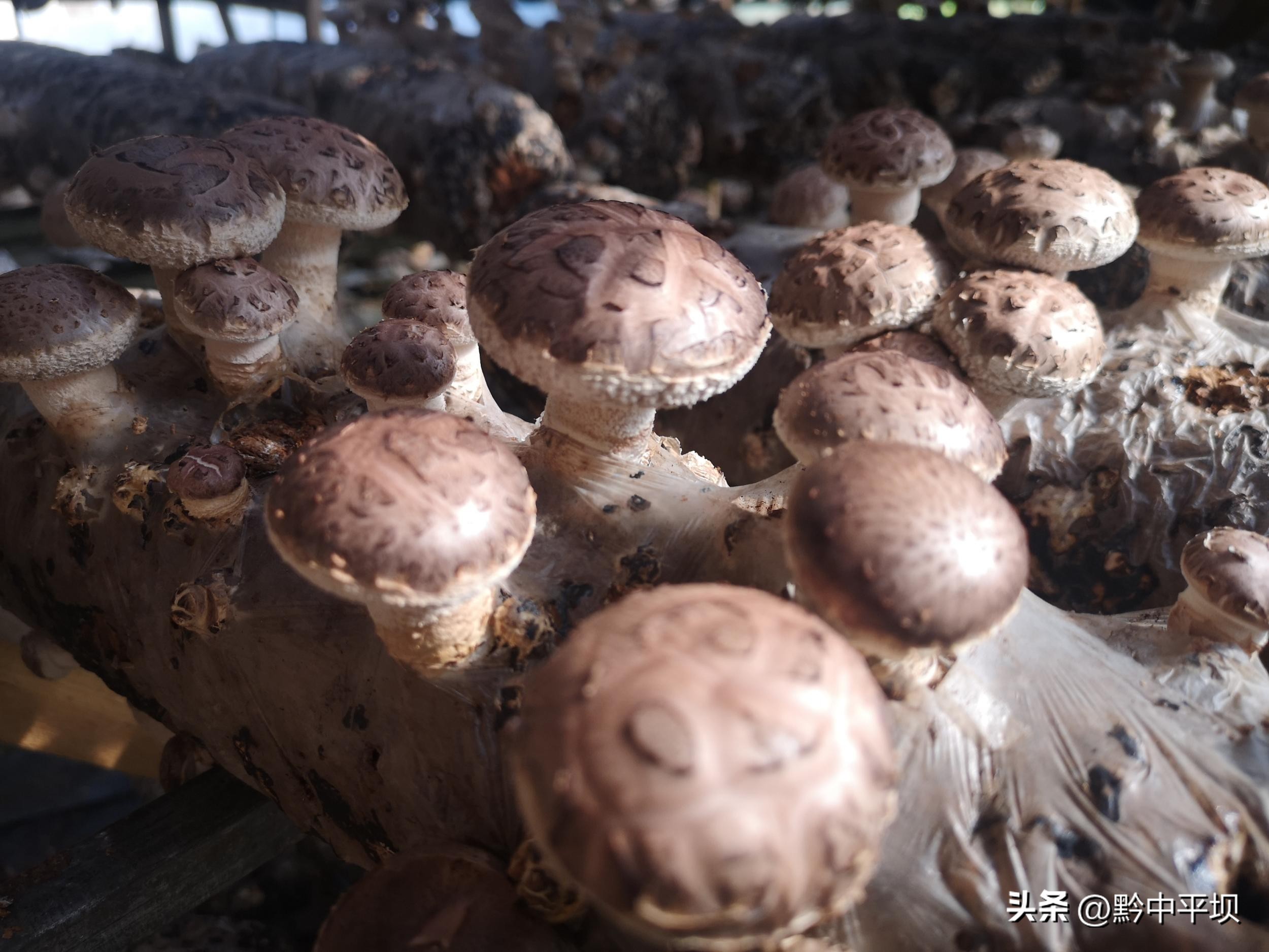 大方达溪镇香菇基地群众采摘忙,平坝区香菇种植