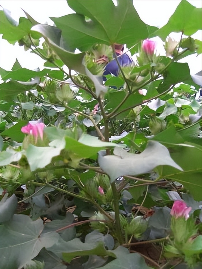 棉田记事：棉花不是花，但它比鲜花更美