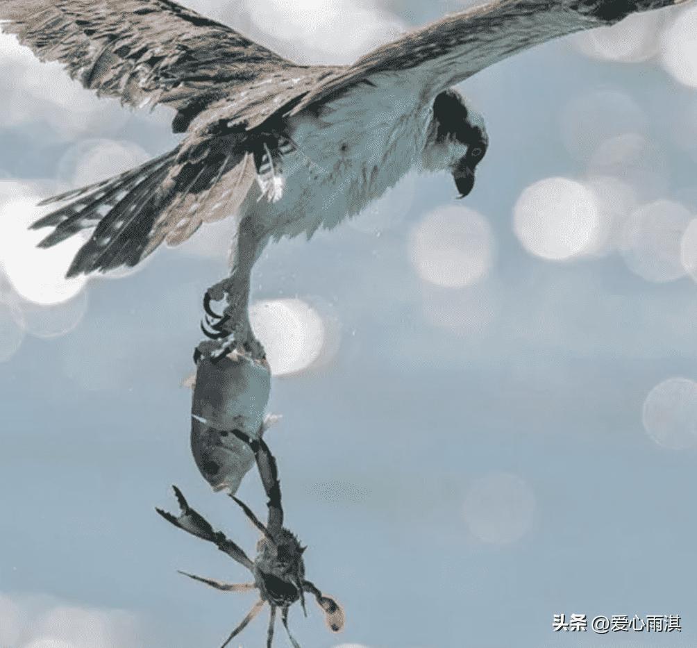 日军罪行照片：攻陷香港后兽性毕露，当场轮番侵犯新婚女明星