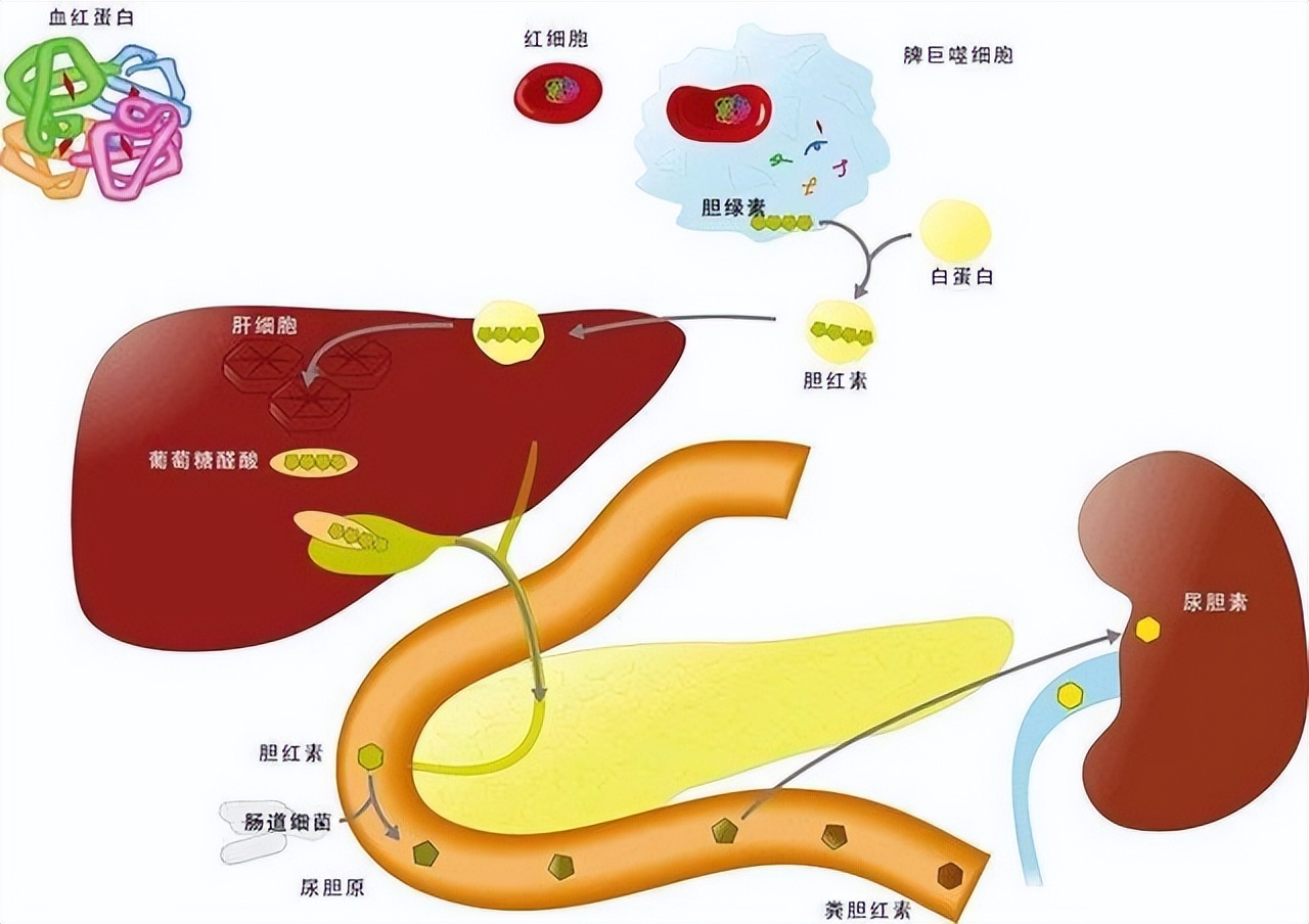 50岁男子肚子疼可能是癌症吗,男子肚子疼就检查出癌症