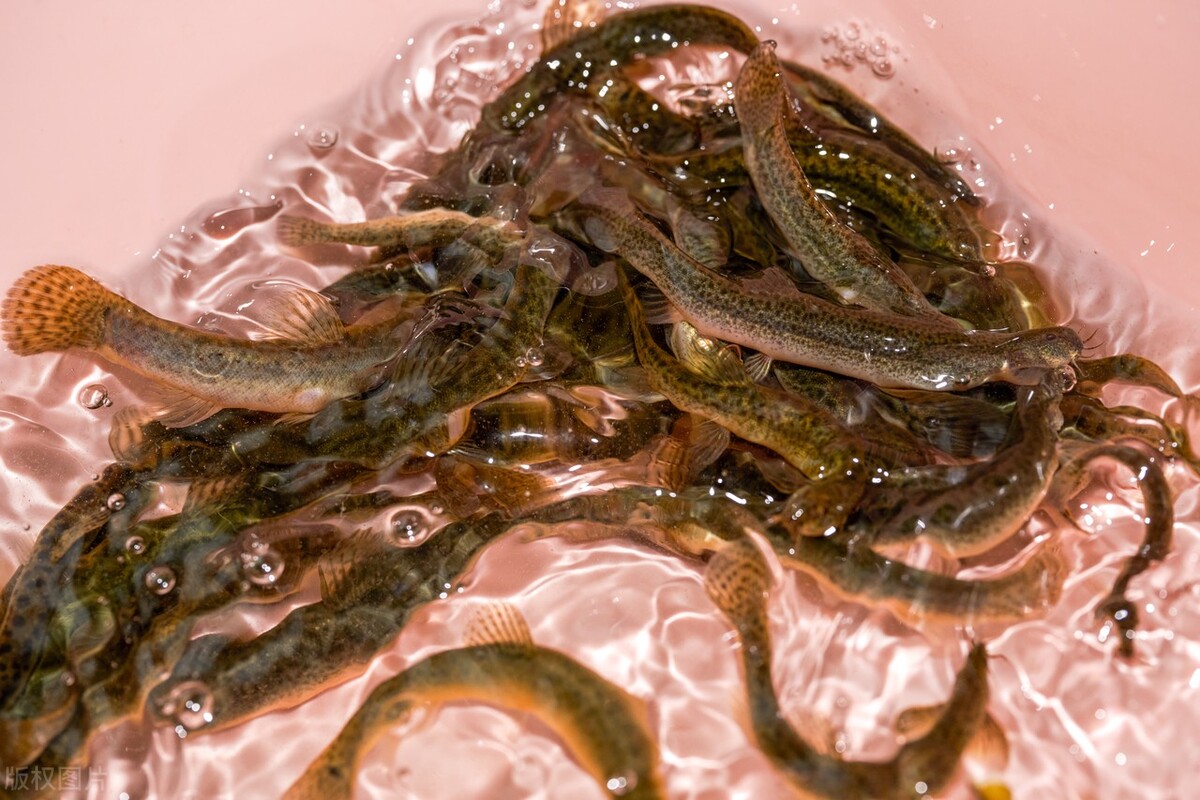 产后吃黄鳝会下奶吗,坐月子可以吃野生泥鳅黄鳝吗