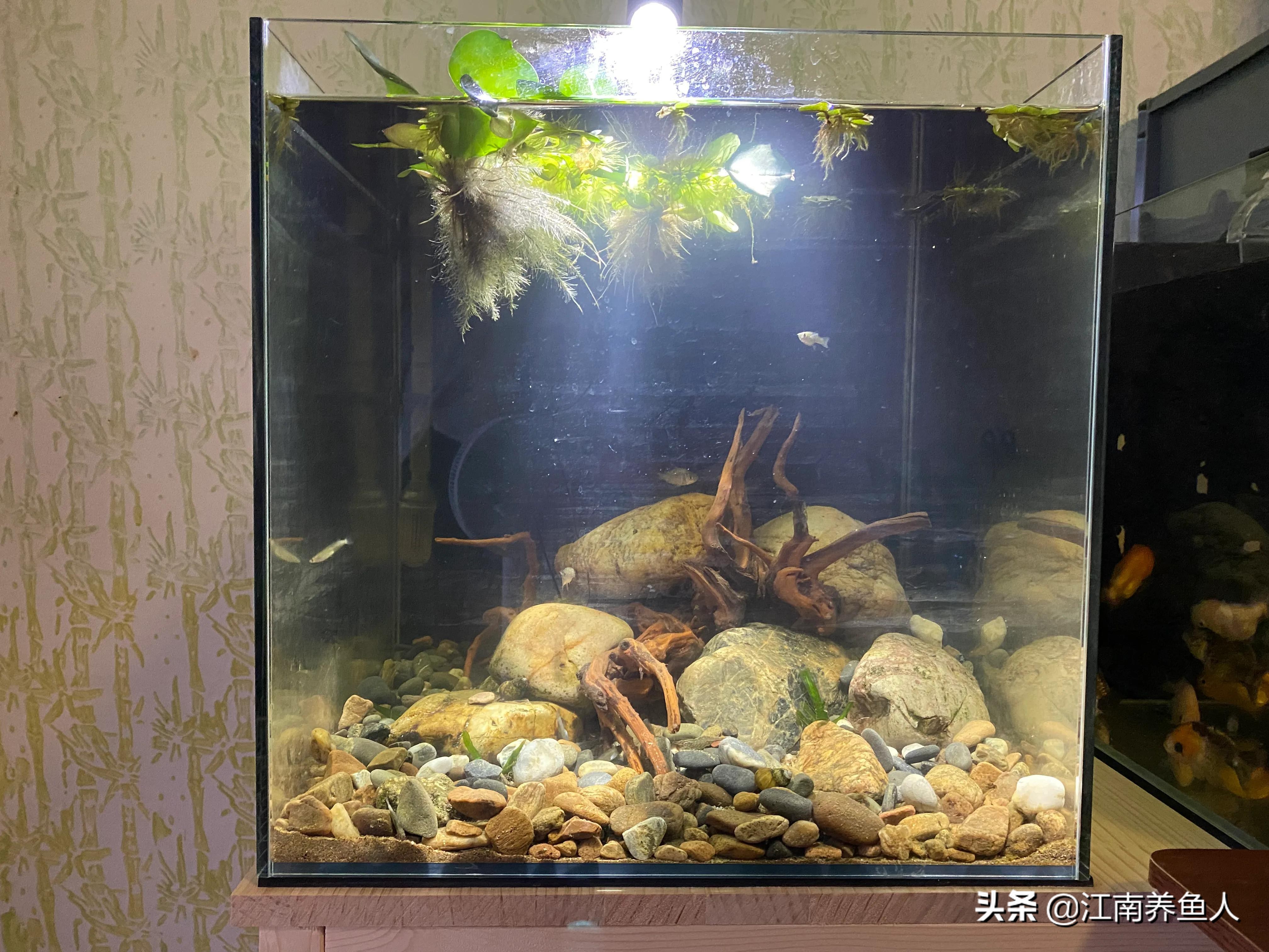 原生缸虾虎鱼怎么装过滤,原生态虾虎缸如何开缸养水