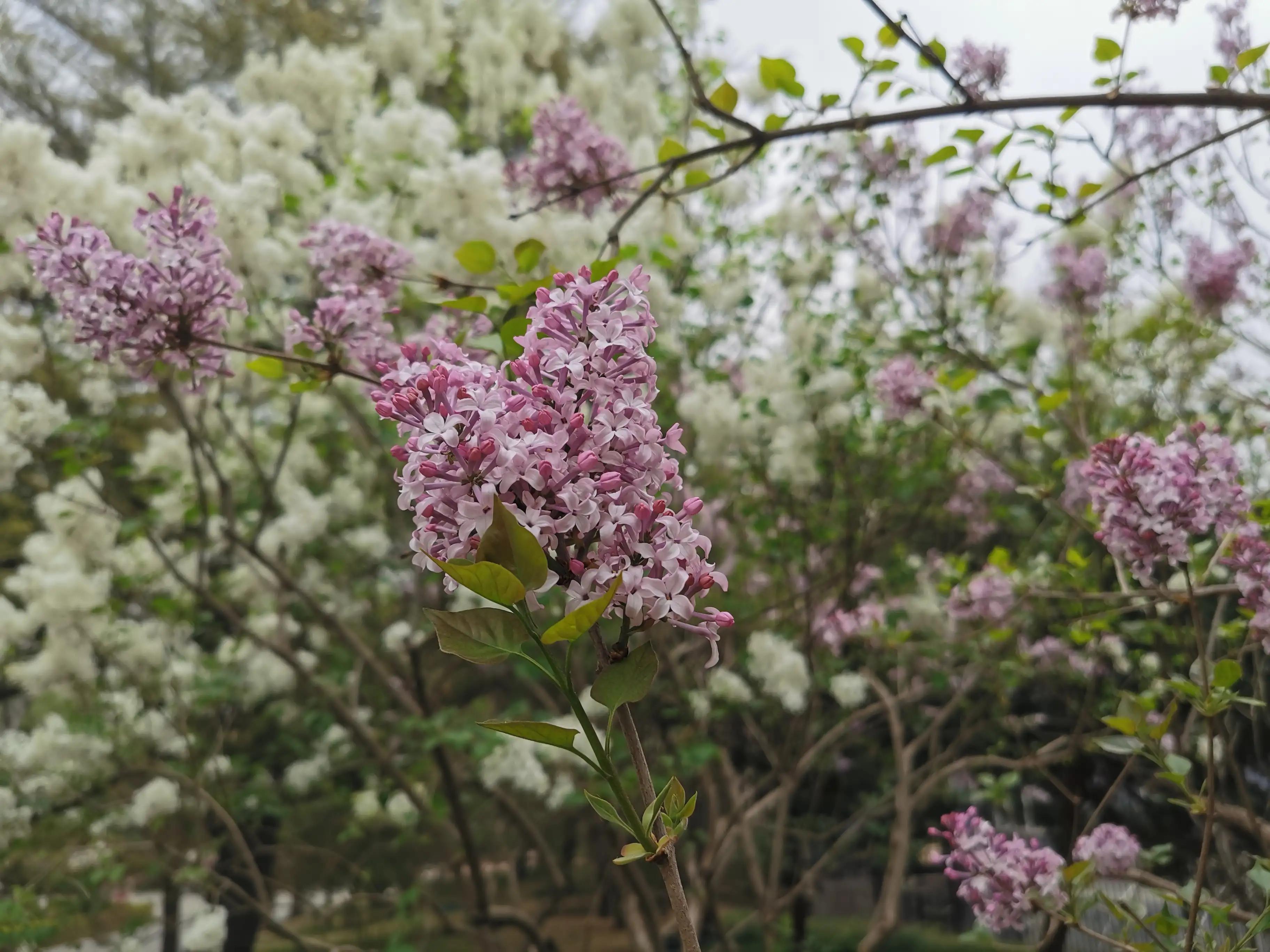 丁香结丁香花,丁香花和丁香结