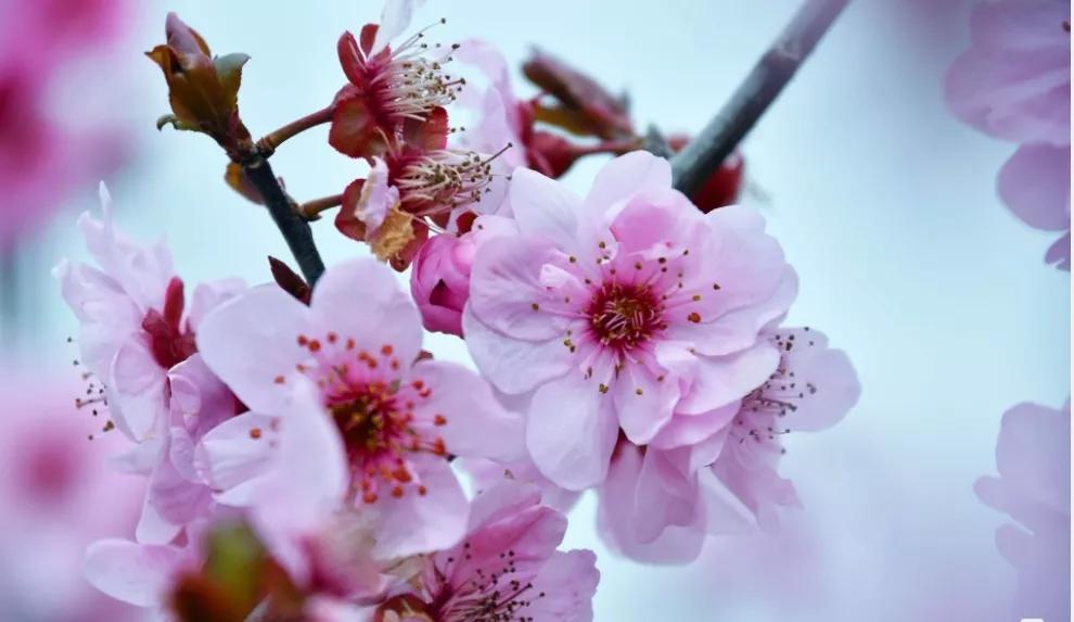 关于桃花的七言绝句古诗,5首久不见经传的桃花诗值得一读