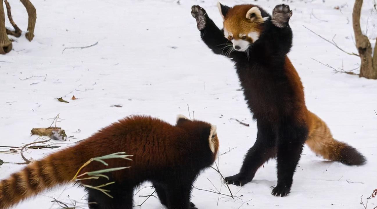 大熊猫平安活着吗,小熊猫为什么没有大熊猫可爱