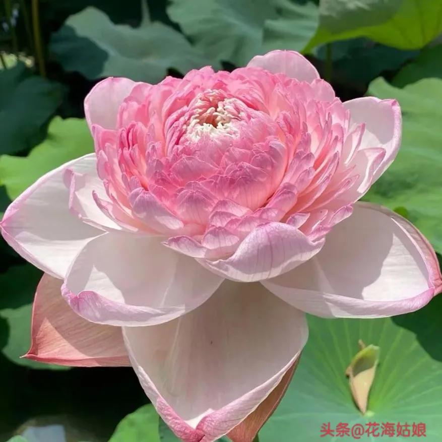 感觉自己好累好累的句子,感觉自己每天都好累好累