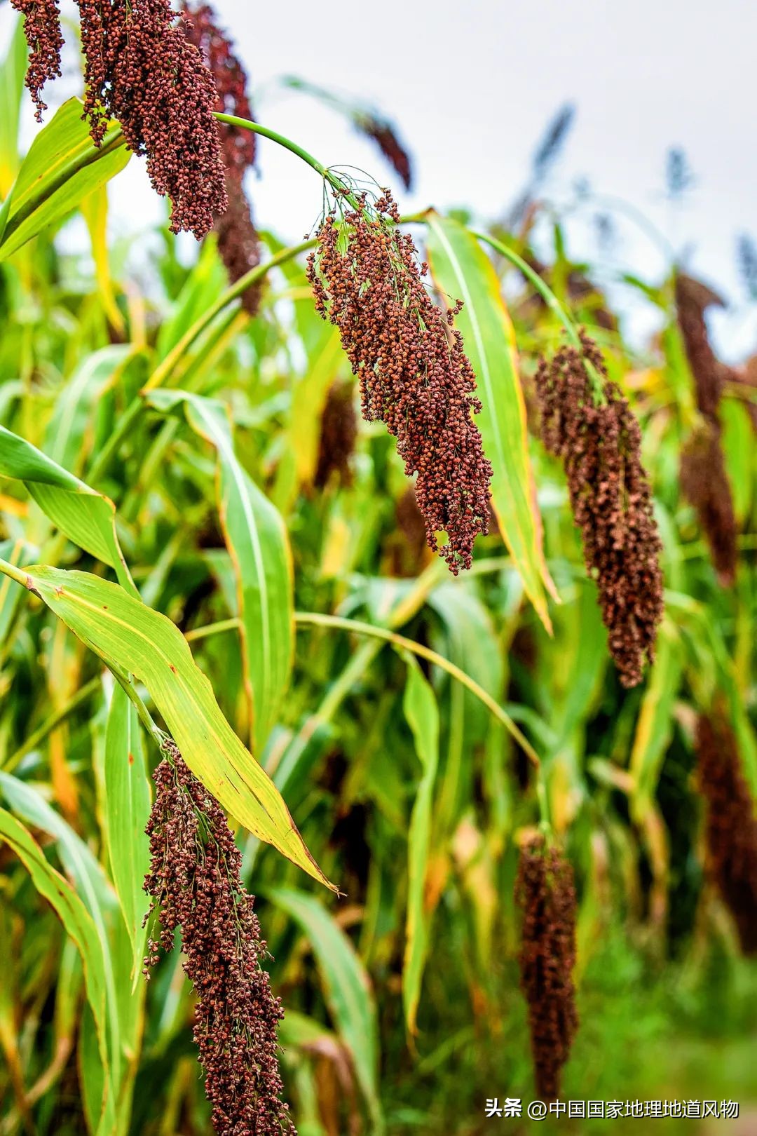 红高粱里的酒为什么是红的,红高粱里酒怎么是红的