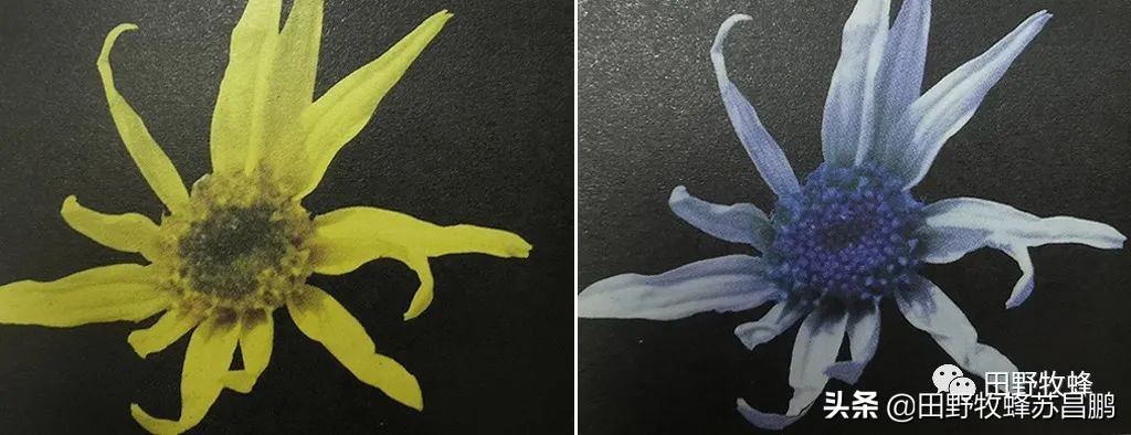 勤劳的小蜜蜂是怎么采蜜的,你见过蜜蜂采蜜的样子吗