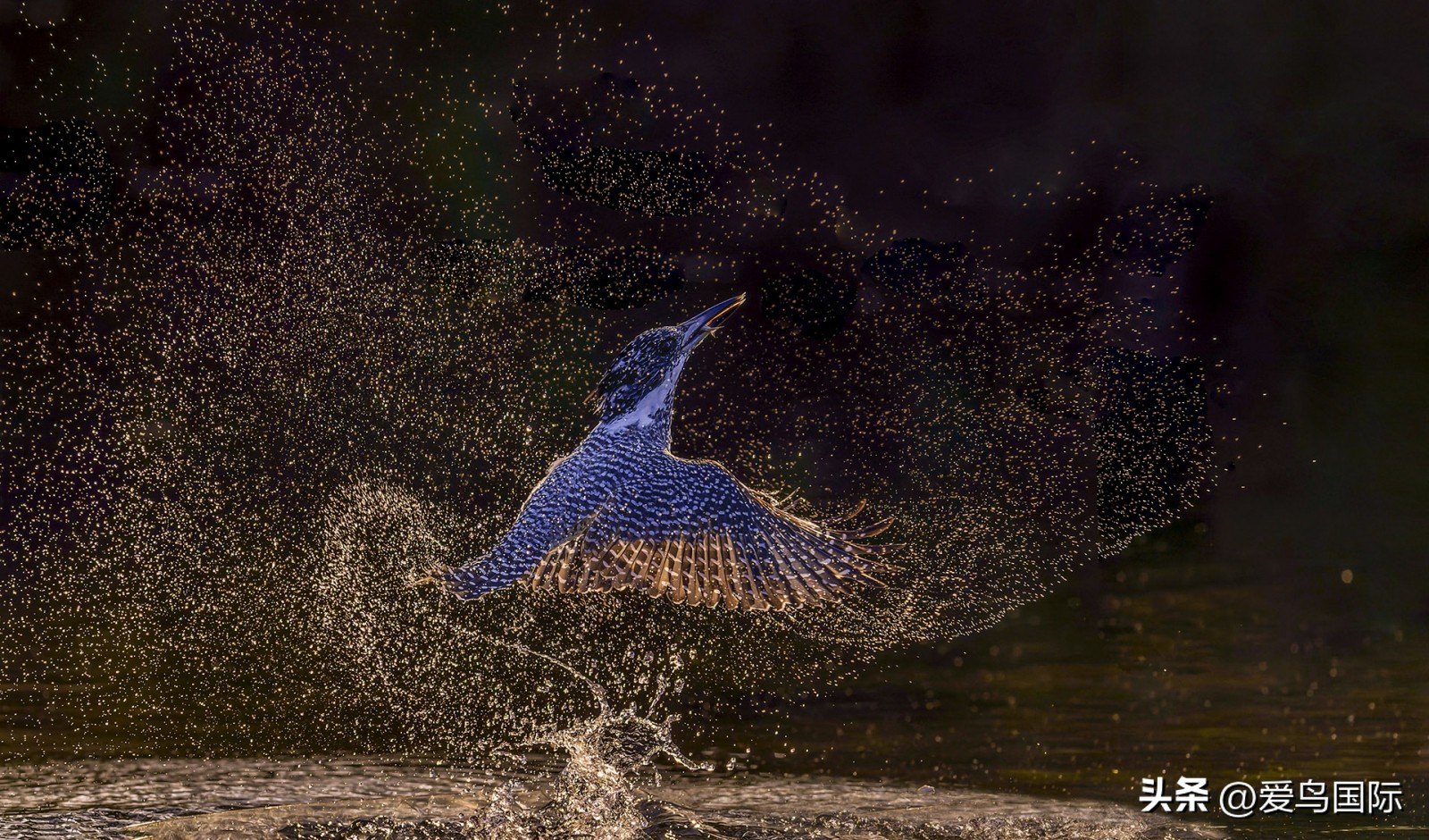 2024观鸟大年,观鸟大年介绍