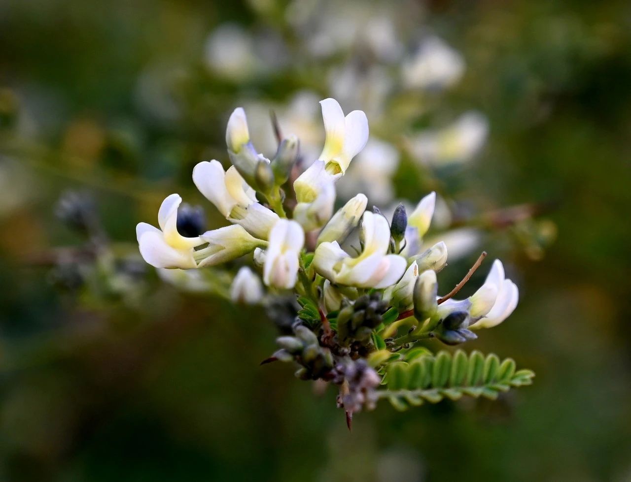 春天来了，“痴花”的您，来彩云之南做个“花吃”吧