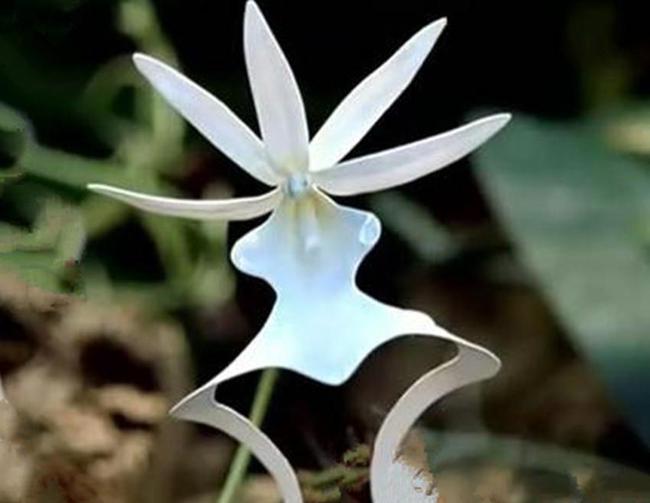 中国十大名兰哪种最好看又好养,名兰都是哪些品种