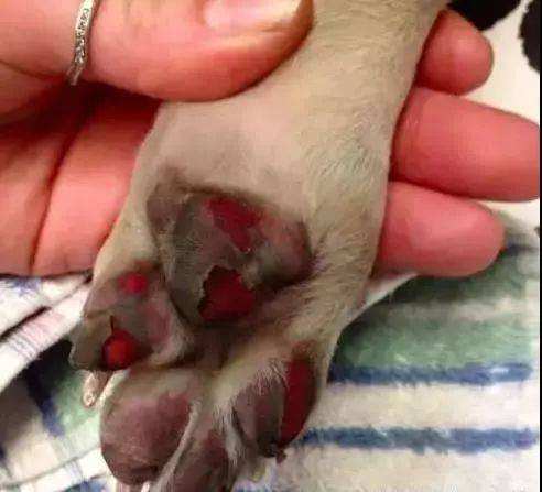 狗狗突发意外,狗狗常见的意外事故及急救方法