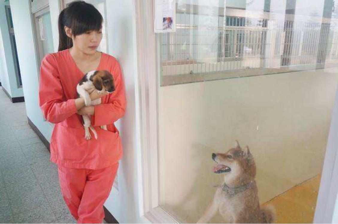 女孩给流浪狗安乐死,台湾女子给狗狗安乐死