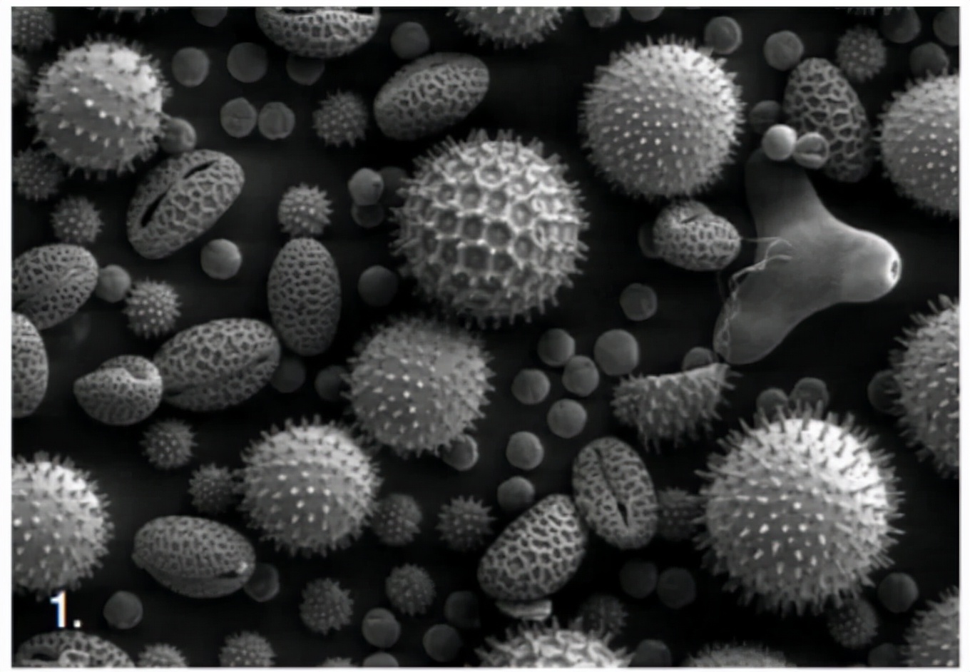 螨虫有活螨和死螨吗,真假红蜘蛛