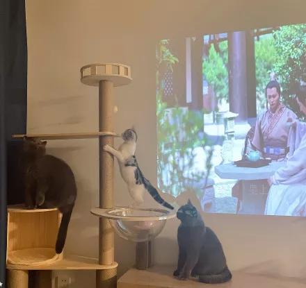 租赁市场的内卷,租猫市场