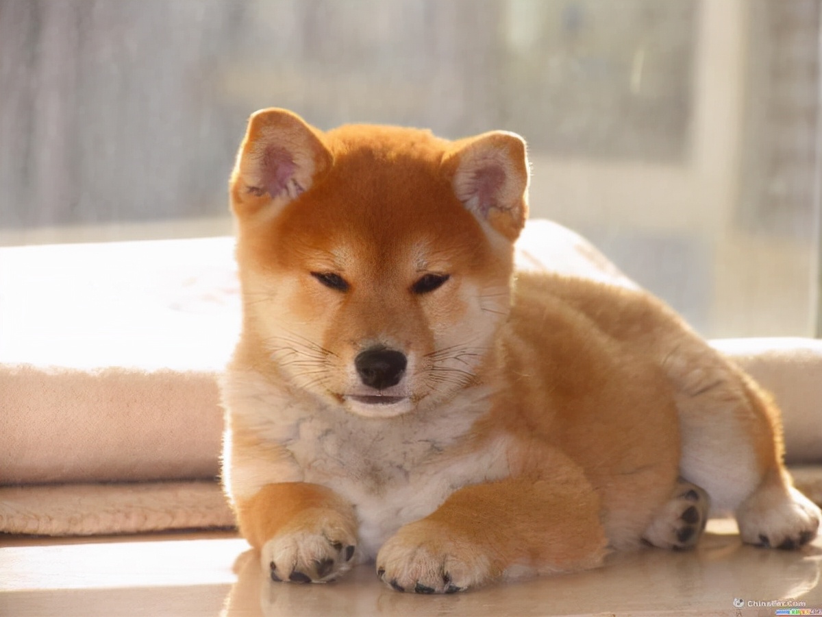 新手必看纯种柴犬到底怎么辨别,教你如何辨别纯种柴犬和串串