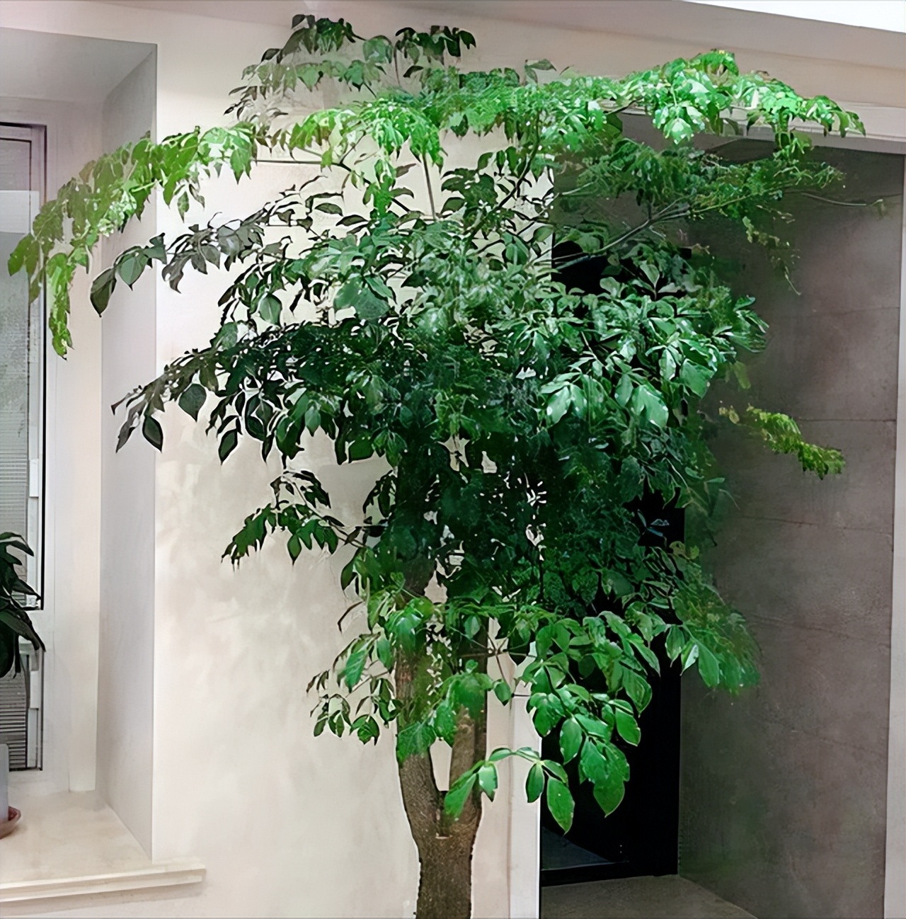 朝阳客厅绿植大叶,十件最适合在客厅养的易活绿植