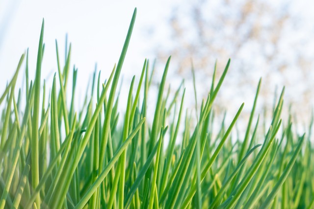 “往前葱”价低又后劲不足，为何不留地里等年后卖？葱农笑我无知