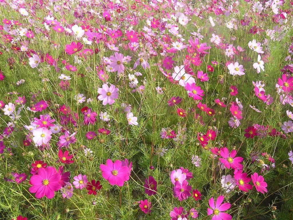 黄秋英也叫波斯菊吗,秋英和波斯菊一样吗