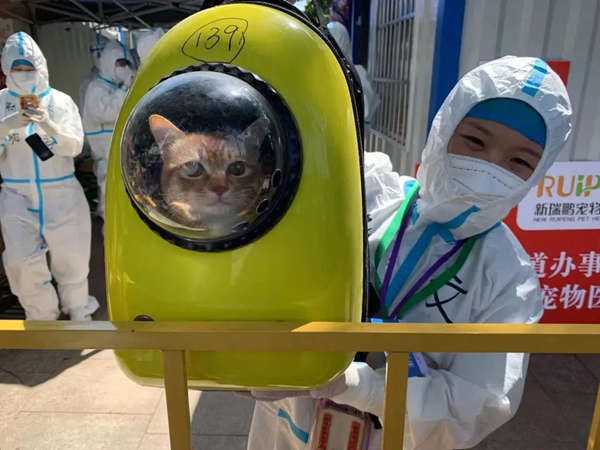 宠物医生一般去哪里就业,宠物医生高收入有哪些