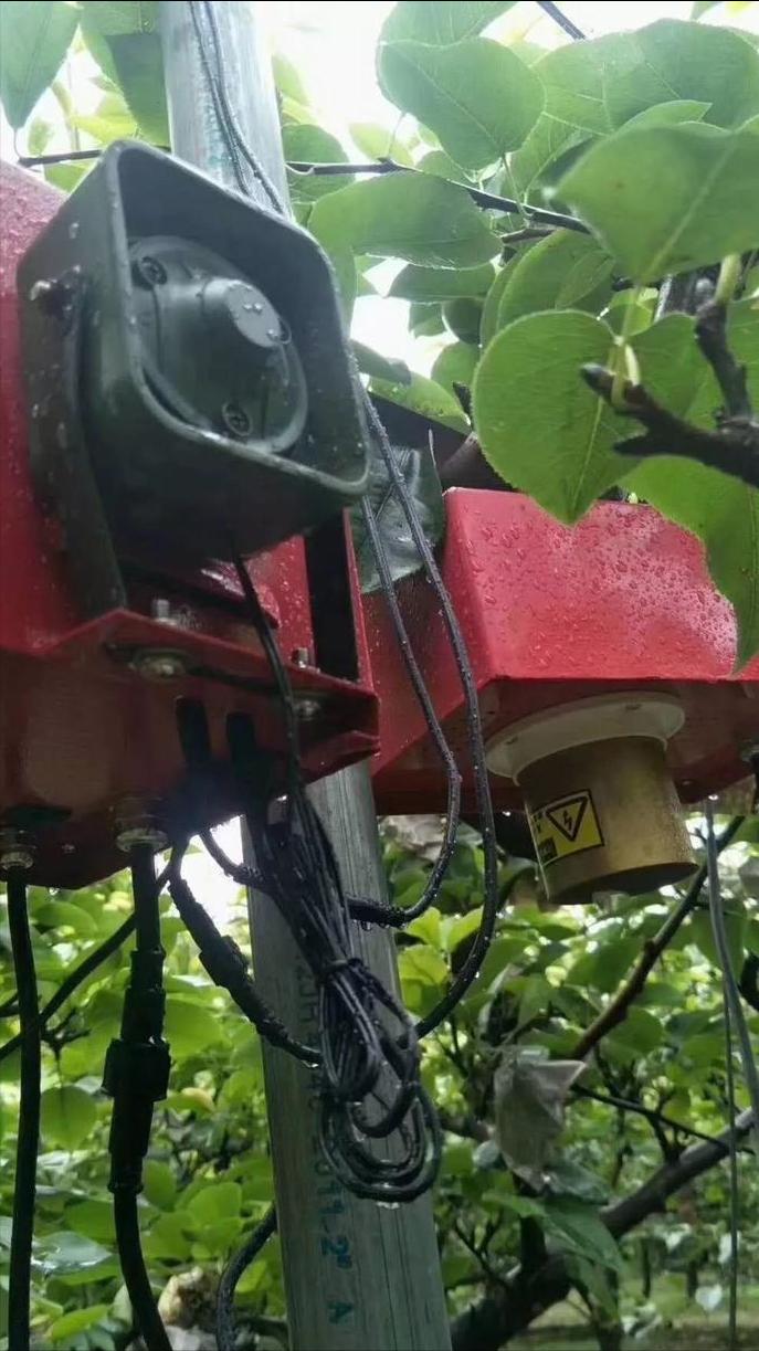 果园防鸟最好方法,果园防鸟出绝招