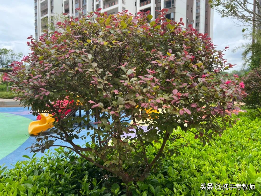 红花檵木盆景造型,红花檵木图片大全