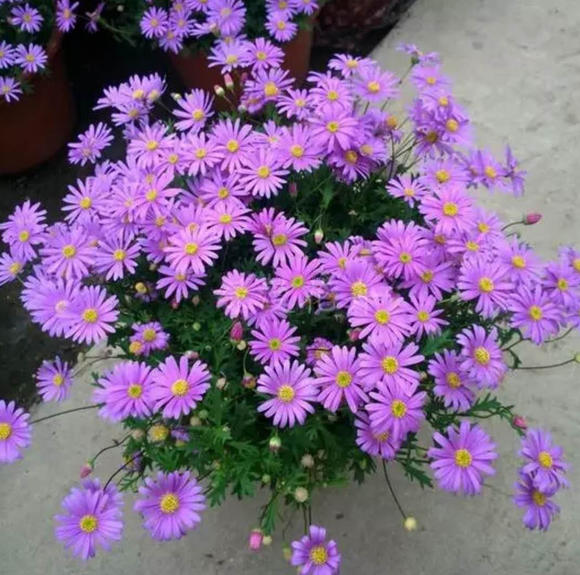 百花齐放春意浓群芳争艳,百花齐放喜迎新春