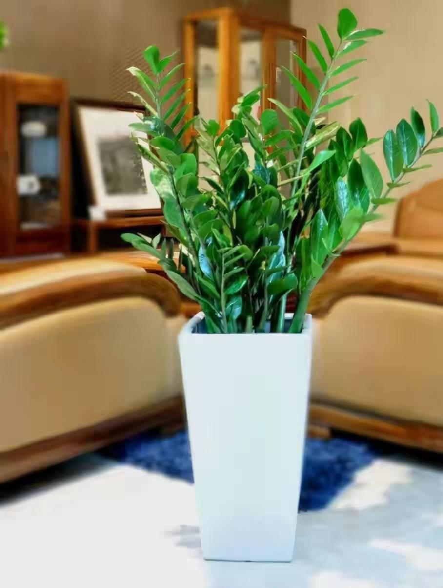 客厅大花盆栽树,100种家庭客厅盆栽树