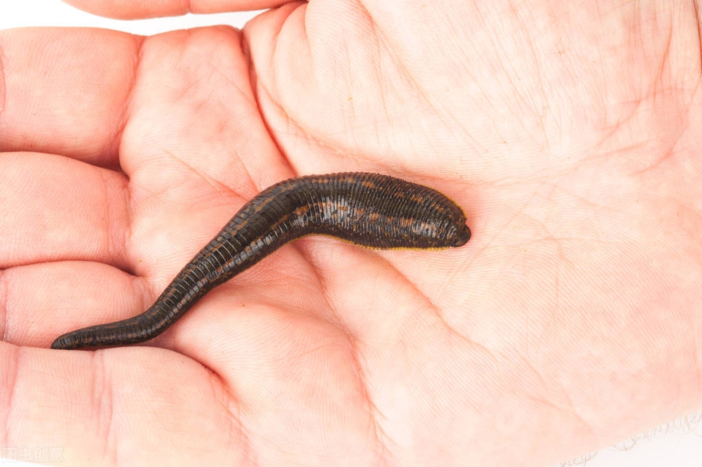 夏天毒虫咬了有土方法吗,户外防止被虫咬的最好方法