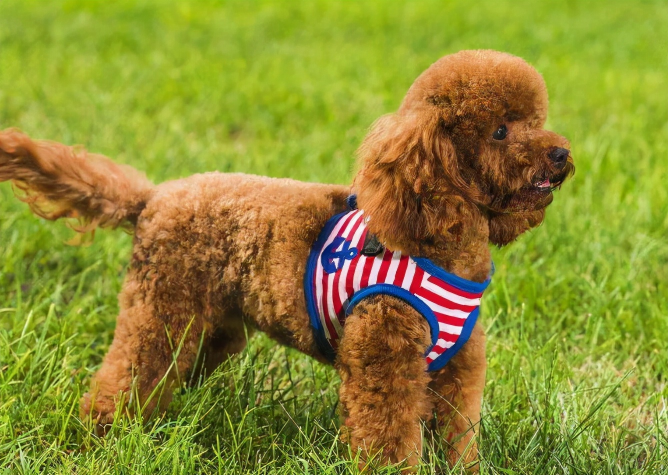 为什么泰迪喜欢咬陌生人的手,为什么泰迪爱咬尾巴