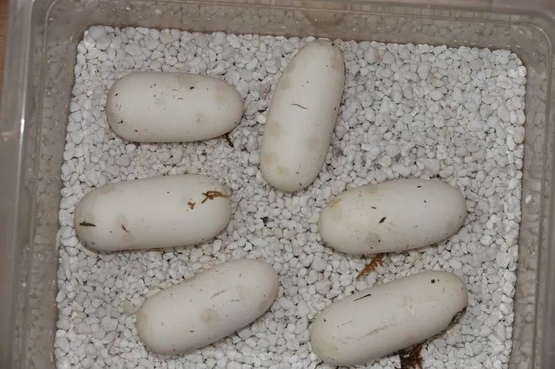 「原来欧洲有这么多种蛇？！」偷师卡塞尔的豢龙大师·下