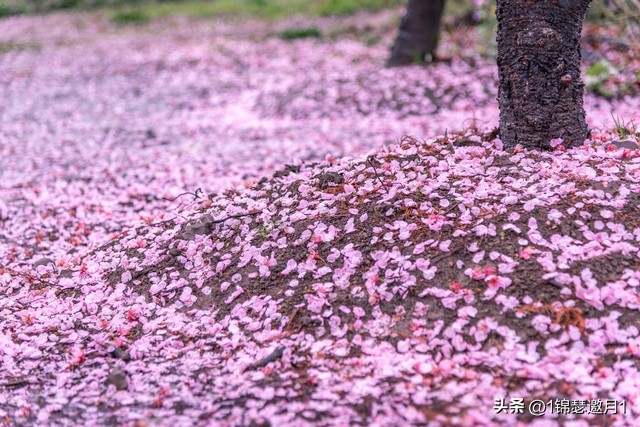 落英缤纷草书欣赏,落英缤纷美句简短