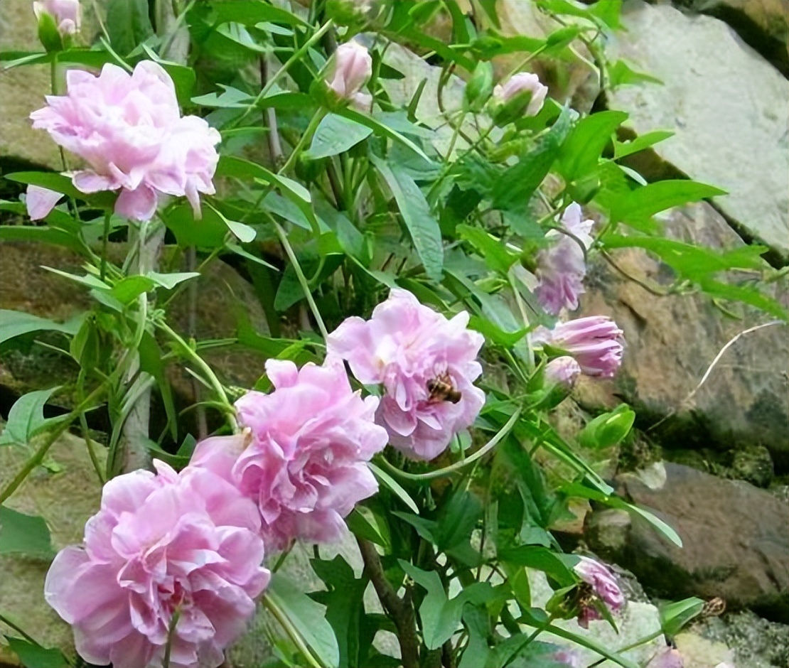 小院大门口种什么爬藤花漂亮,院子做花园