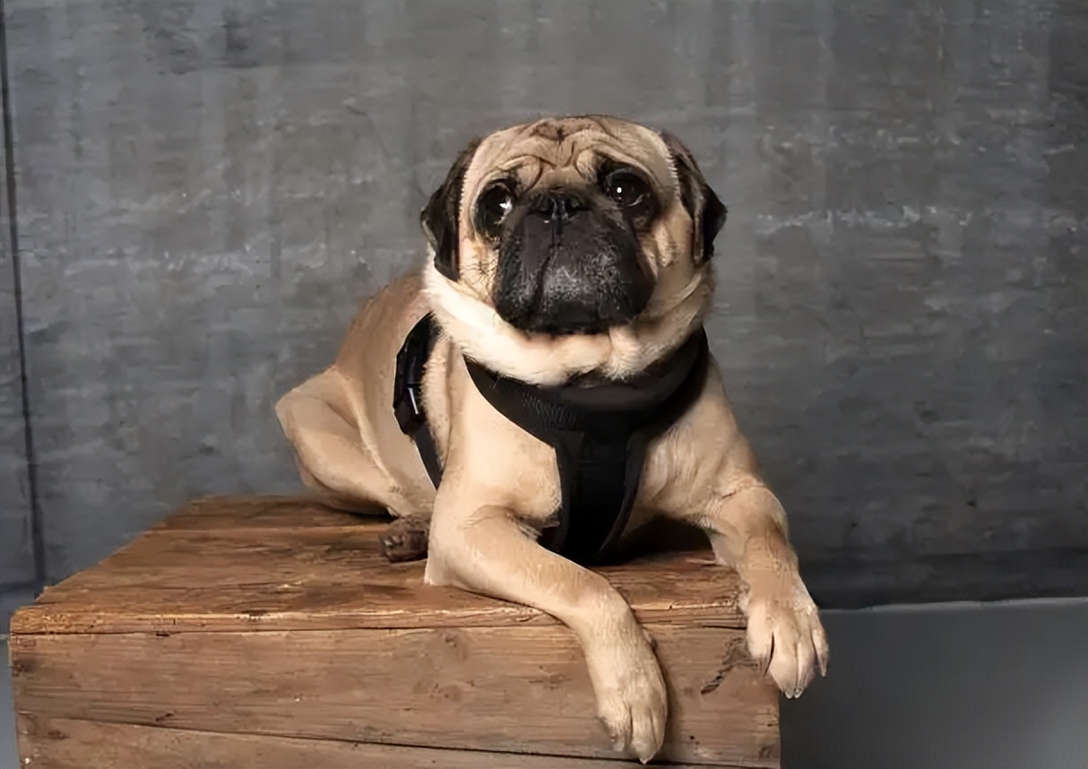 养狗知识大全巴哥犬,巴哥犬心地善良的表现