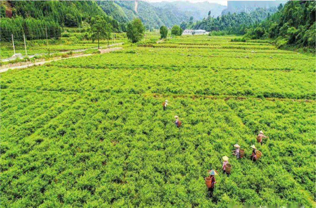 蛇葡萄和莓茶,莓茶与显齿蛇葡萄