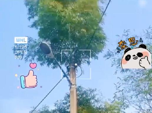 竹子的根穿透力多厉害,竹子的威力有多强大