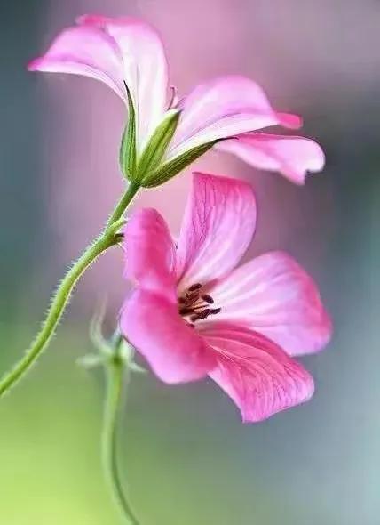 在春暖花开季节遇见浪漫,浪漫总是发生在春暖花开时配音