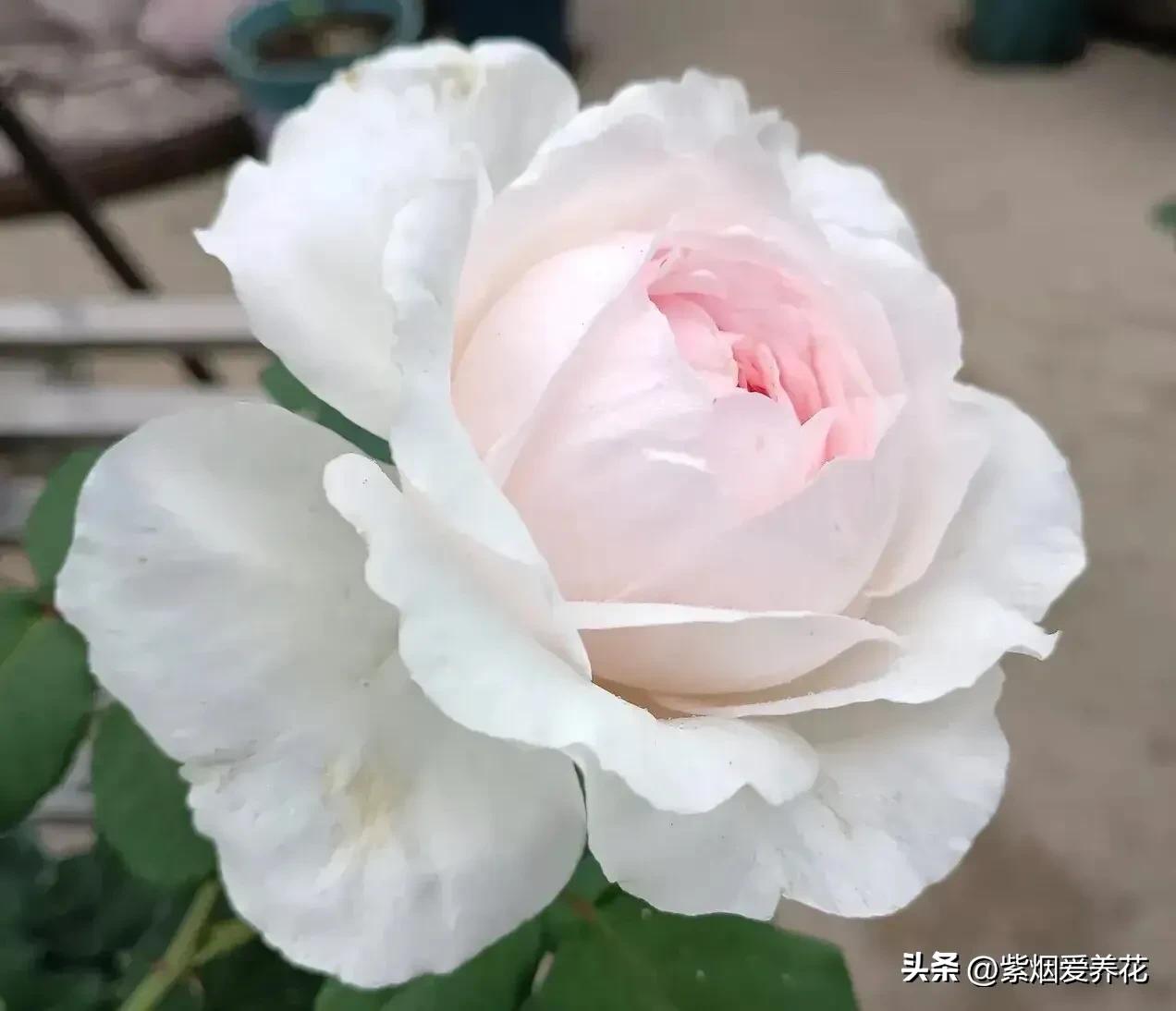 我不禁问自己,靠卖花能攒够钱买高合HiPhiY吗?