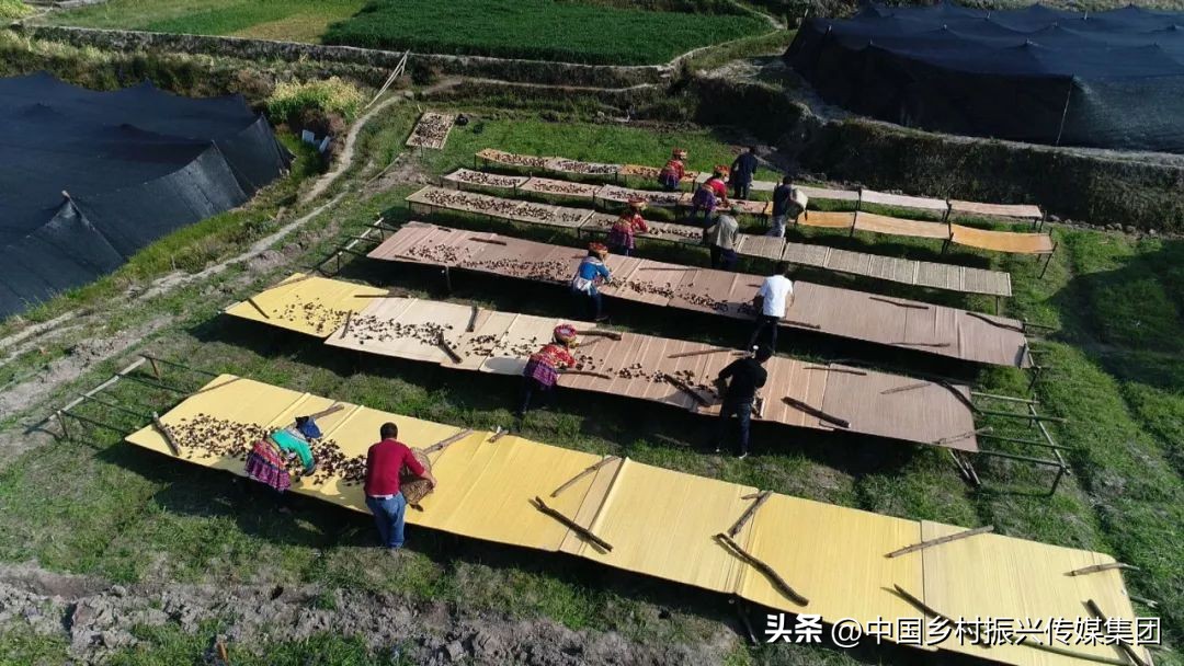 政府扶持乡村振兴的项目有哪些,2024乡村振兴政府补贴重点项目