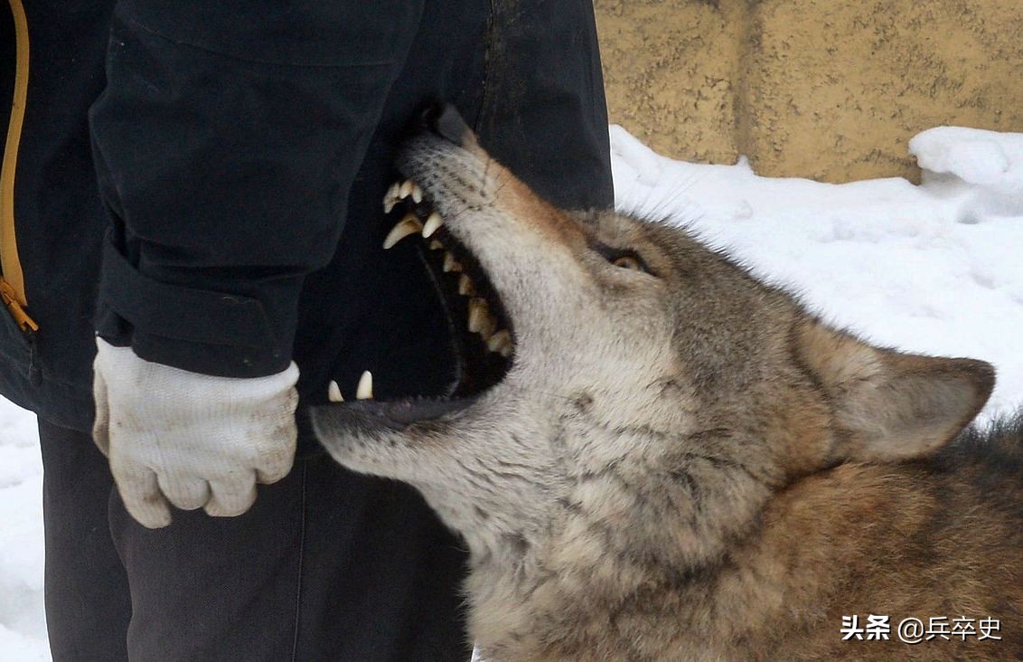 3岁男孩被狼咬掉半张脸,三岁男孩被狼咬掉半面脸