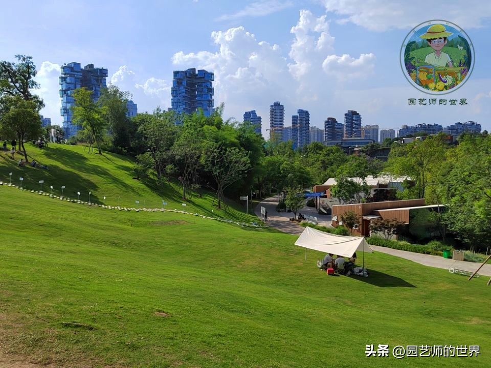 疏林草地的作用,疏林草地效果图