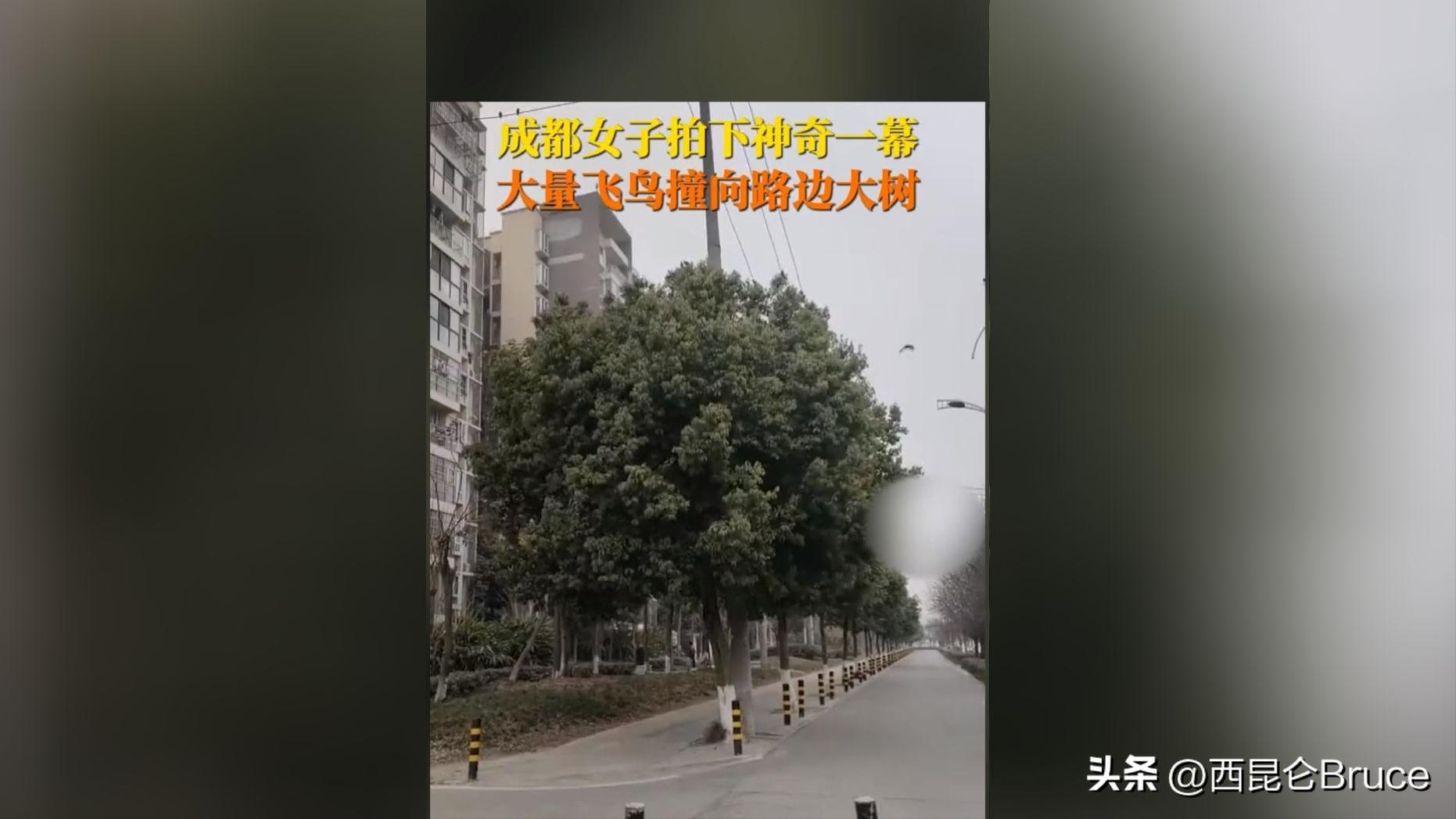 成都飞鸟大量撞树会地震吗,地震来临前自然界中有哪些前兆